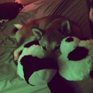 Meet your Posher, Bailey